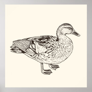 Entenskizze Poster