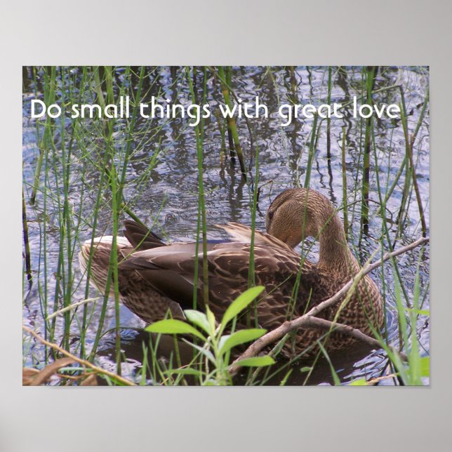 Entenvorgeburt in den Schildkröten Poster (Vorne)