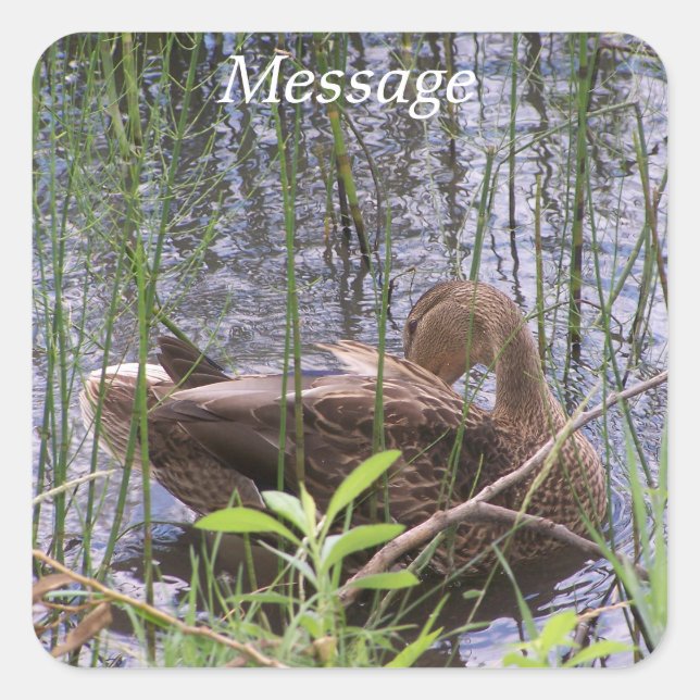 Entenvorgeburt in den Schildkröten Quadratischer Aufkleber (Vorderseite)