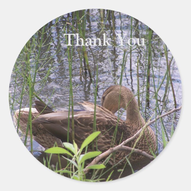Entenvorgeburt in den Schildkröten Runder Aufkleber (Vorderseite)