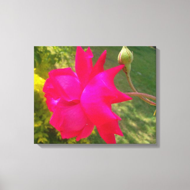 Entfalten Schönheit: Die Rote Rose und ihr Buckel Leinwanddruck (Vorderseite)