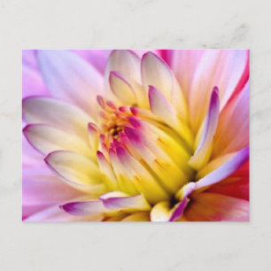 Entfaltung der Blume Postkarte