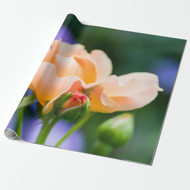 Entfaltung des Wunsches Geschenkpapier (Ungerollt)