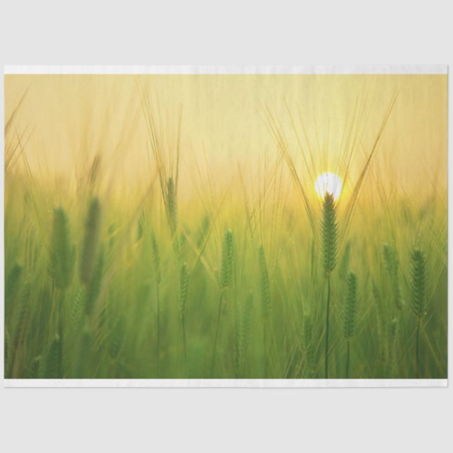 Entfärbungspapier Seidenpapier (Vorderseite)