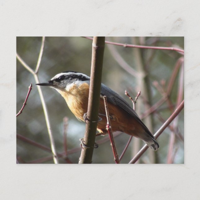 Entfernen der Nuthatch-Postkarte Postkarte (Vorderseite)