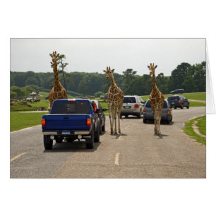 Entgegenkommender Verkehr