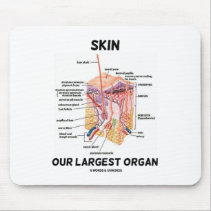 Enthäuten Sie unser größtes Organ (Hautschichten) Mousepad