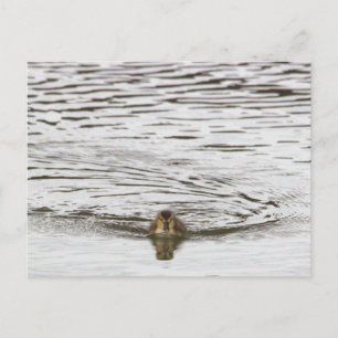Entlein-Foto-Postkarte Postkarte