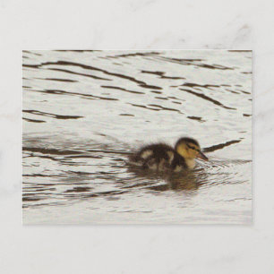 Entlein-Foto-Postkarte Postkarte