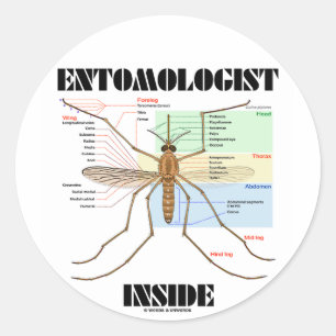 Entomologe-Innere (Moskito-Anatomie) Runder Aufkleber