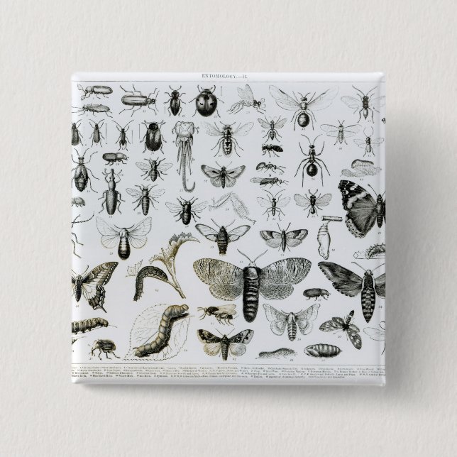 Entomologie Button (Vorderseite)