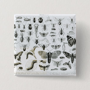 Entomologie Button