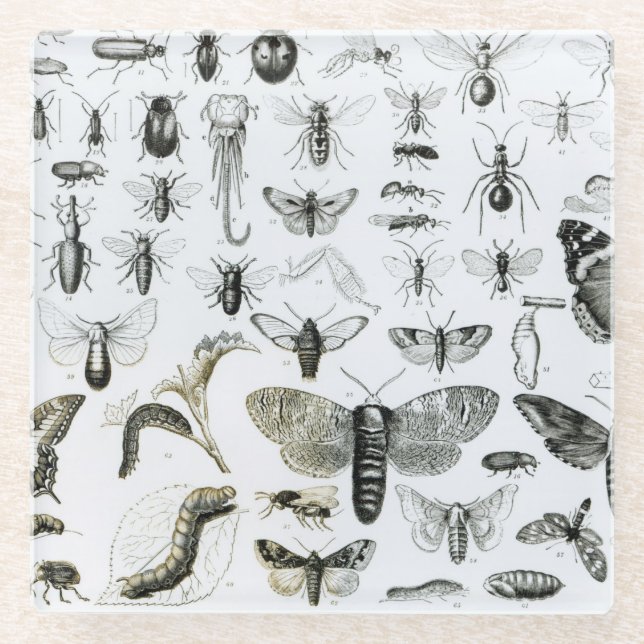 Entomologie Glasuntersetzer (Vorderseite)
