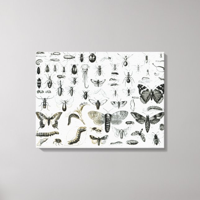 Entomologie Leinwanddruck (Vorderseite)