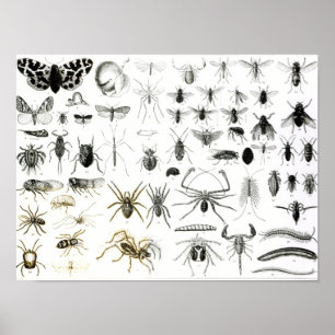 Entomologie, Myriapoda und Arachnida Poster