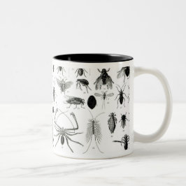 Entomologie, Myriapoda und spinnenartige Tiere Zweifarbige Tasse