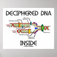 Entschlüsselte DNA in der DNA-Replikationsbiologie