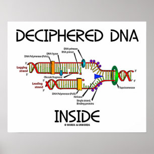 Entschlüsselte DNA in der DNA-Replikationsbiologie Poster