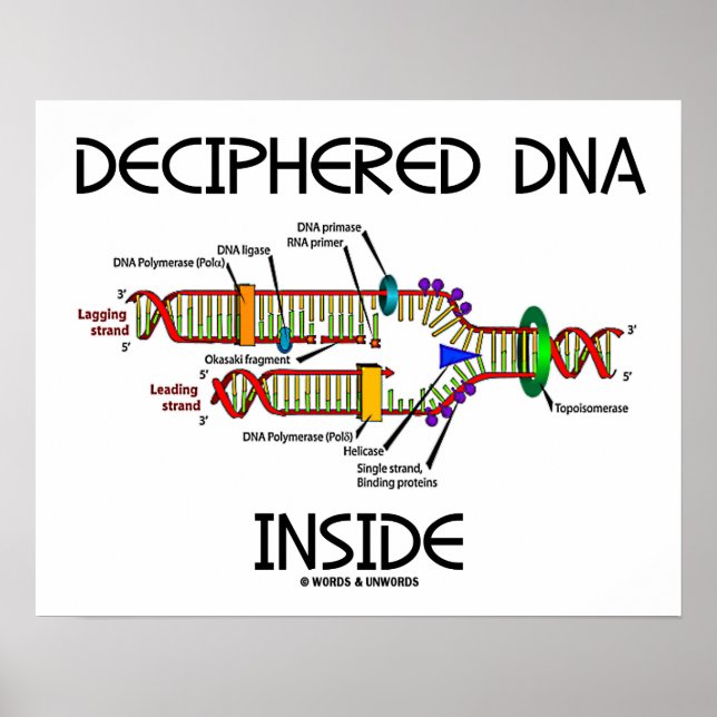 Entschlüsselte DNA in der DNA-Replikationsbiologie Poster (Vorne)