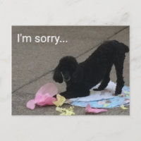 Entschuldigung Poodle