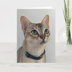 Entschuldigung zum Geburtstag von der schnippische Karte