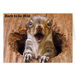 Entsetztes Eichhörnchen