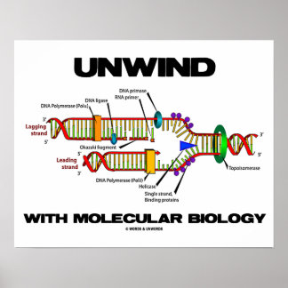 Entspannen mit molekularer Biologie (DNA-Replikati Poster