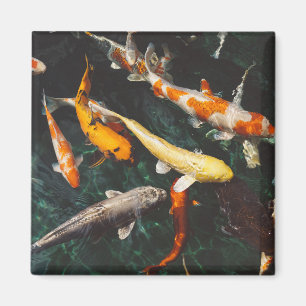 Entspannen Sie am Orange & White Asian Koi Fish Po Magnet