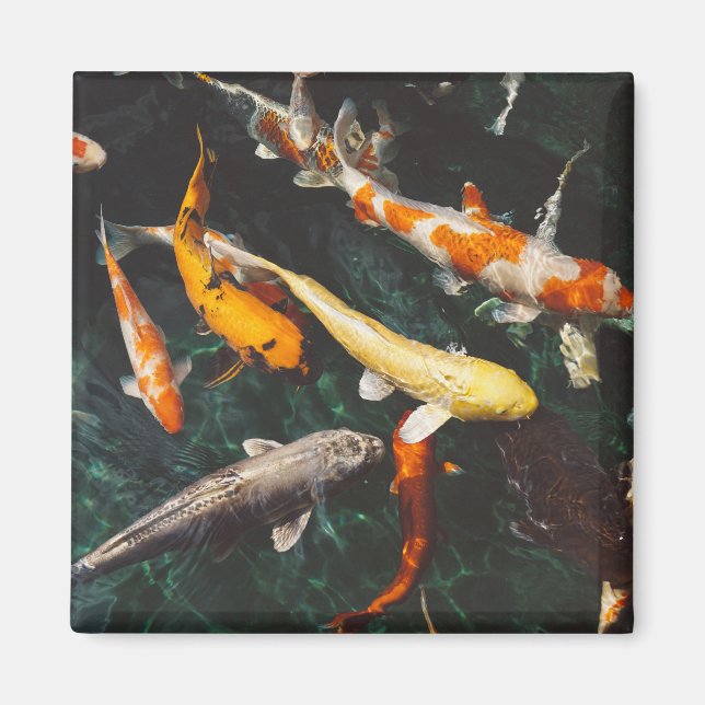 Entspannen Sie am Orange & White Asian Koi Fish Po Magnet (Vorne)