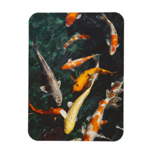 Entspannen Sie am Orange & White Asian Koi Fish Po Magnet