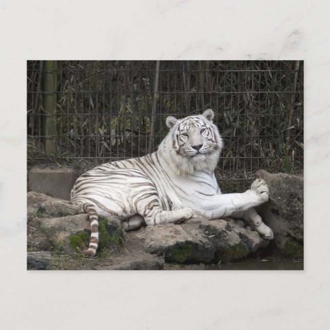 Entspannende Bengalische Tigerfotografie Postkarte (Vorderseite)