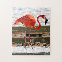 Entspannende Flamingo