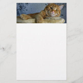 Entspannende Katze Briefpapier