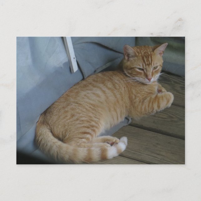 Entspannende Katze Postkarte (Vorderseite)