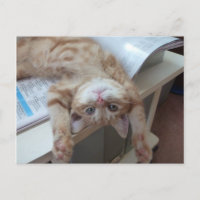 Entspannende Miezekatze