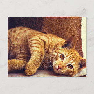 Entspannende Orange Tabby Cat Postkarte