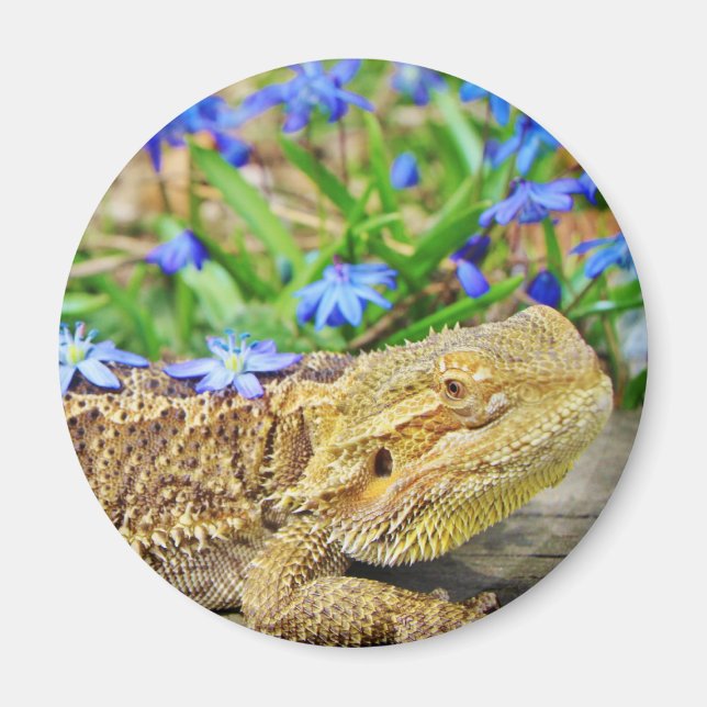 Entspannender bärtiger Drache Magnet (Vorne)