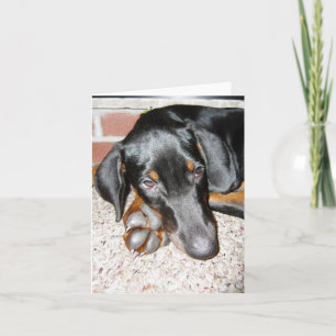 Entspannender Dobermann Pinscher Welpe - Leere Not Karte