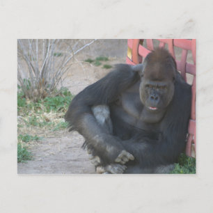 Entspannender Gorilla Postkarte