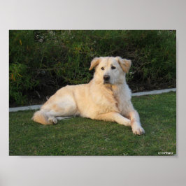 Entspannender Hund Poster