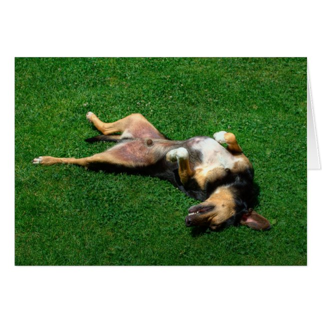 entspannt (Vorderseite (Horizontal))