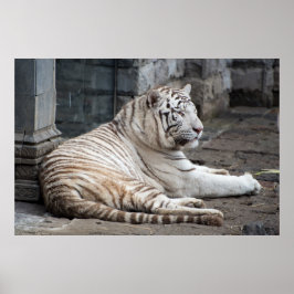 Entspannte Bengalische Tigerfotografie Poster