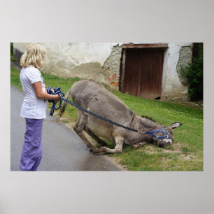 Entspannter Donkey Poster