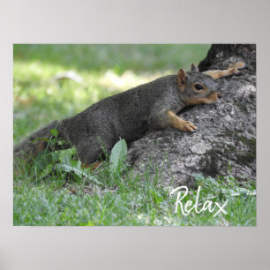 Entspanntes Eichhörnchen ruht auf Baumwurzeln Poster