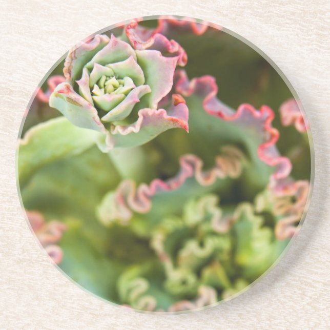 Entstehung einer Echeveria-Pflanze Getränkeuntersetzer (Vorne)
