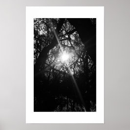 Entwined Hawaii Black and White Fotografy Poster