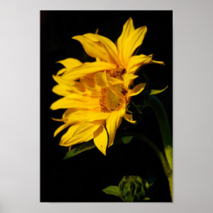 Entwirrte Sonnenblume und seine Bedeutung Poster