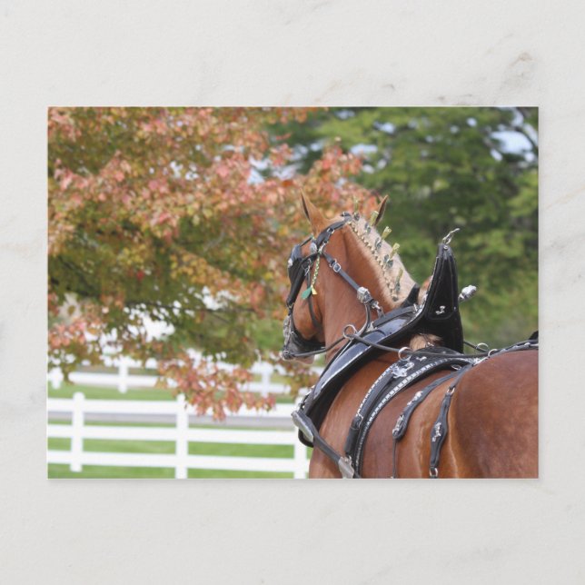 Entwurf eines belgischen Pferdes in Harness Postka Postkarte (Vorderseite)