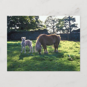 Entwurf Mare mit Foal Postkarte