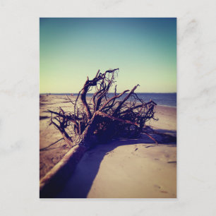 Entwurzelter Baum am Strand Postkarte